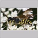 Cerceris arenaria - Sandknotenwespe m01d 12mm Teverener Heide.jpg